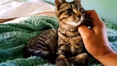 初入家门的警惕与温情 一只流浪猫的“不敢睡”