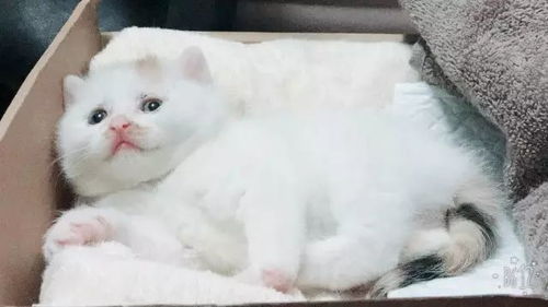 当“猫快递”上门 一份关于责任与温暖的领养指南