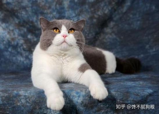 英短猫的这六种怪异行为并非撒娇，而是在求救——快猫到家，关注爱宠健康