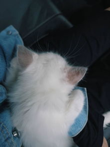 警惕“星期猫”陷阱 网络购宠需谨慎，选择正规渠道是关键