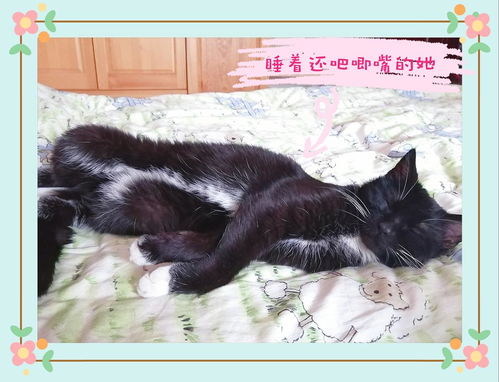 乌云盖雪，黏人精小母猫寻有缘人领养