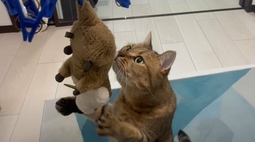 心爱的玩偶被铲屎官洗了，小猫咪急了！快救它下来啊啊啊啊，快猫到家