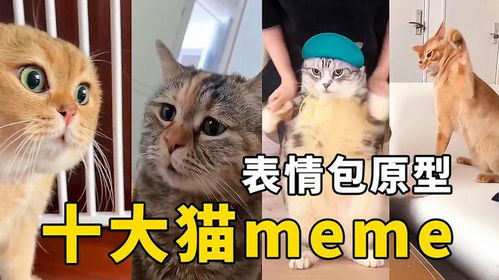 全网最火！十大猫咪meme原型大盘点，看看你刷到过哪几个？