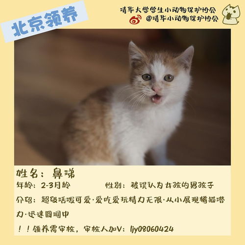 清华园中的喵星人 一份特别的领养指南与暖心合集