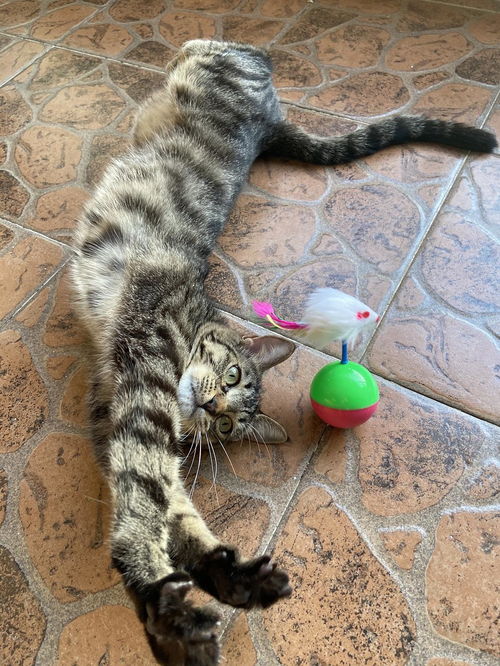 警惕！猫咪到家两天食欲不振？这可能是它在“说话”