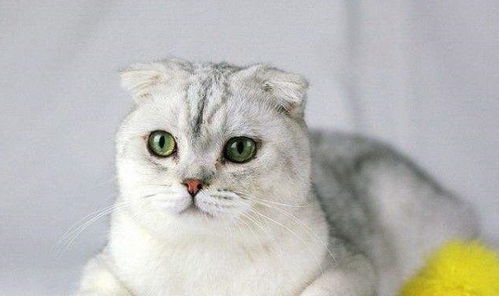 十大最受欢迎猫咪 快来看你最喜欢哪个？