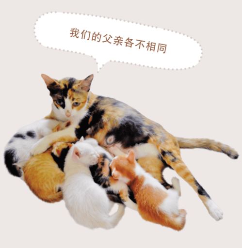 新猫到家一定要遵守的5个“猫礼仪”，其实你家主子超好懂