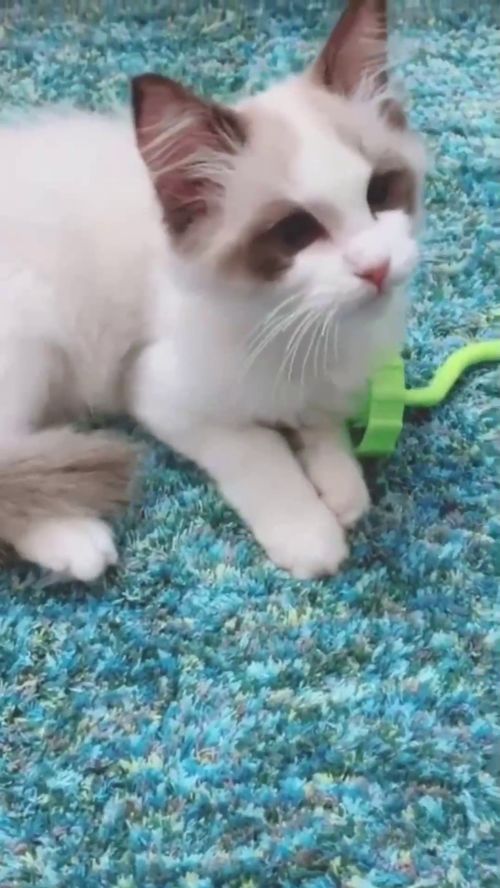 新猫到家不拆家 掌握这只‘三快秘籍’，立马搞定！