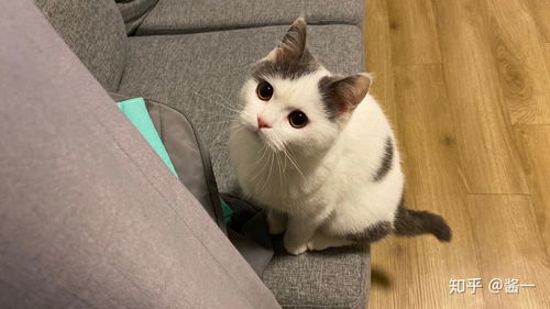 干货分享 宠物店 猫舍买猫,新猫到家注意事项