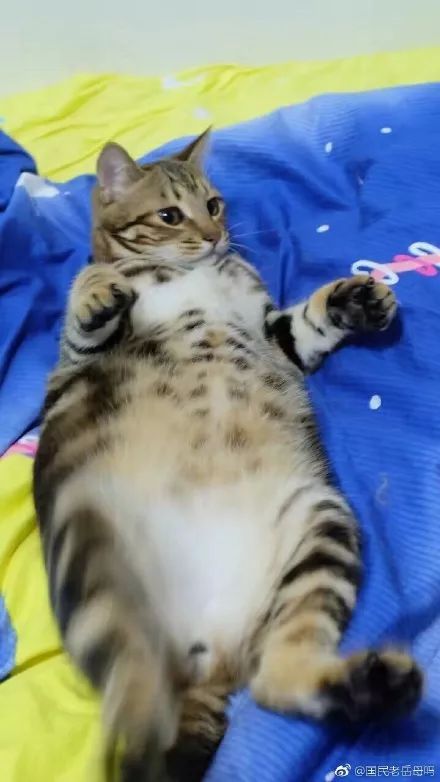 上海阿婆又送猫了 一份温暖的“猫”姓传递